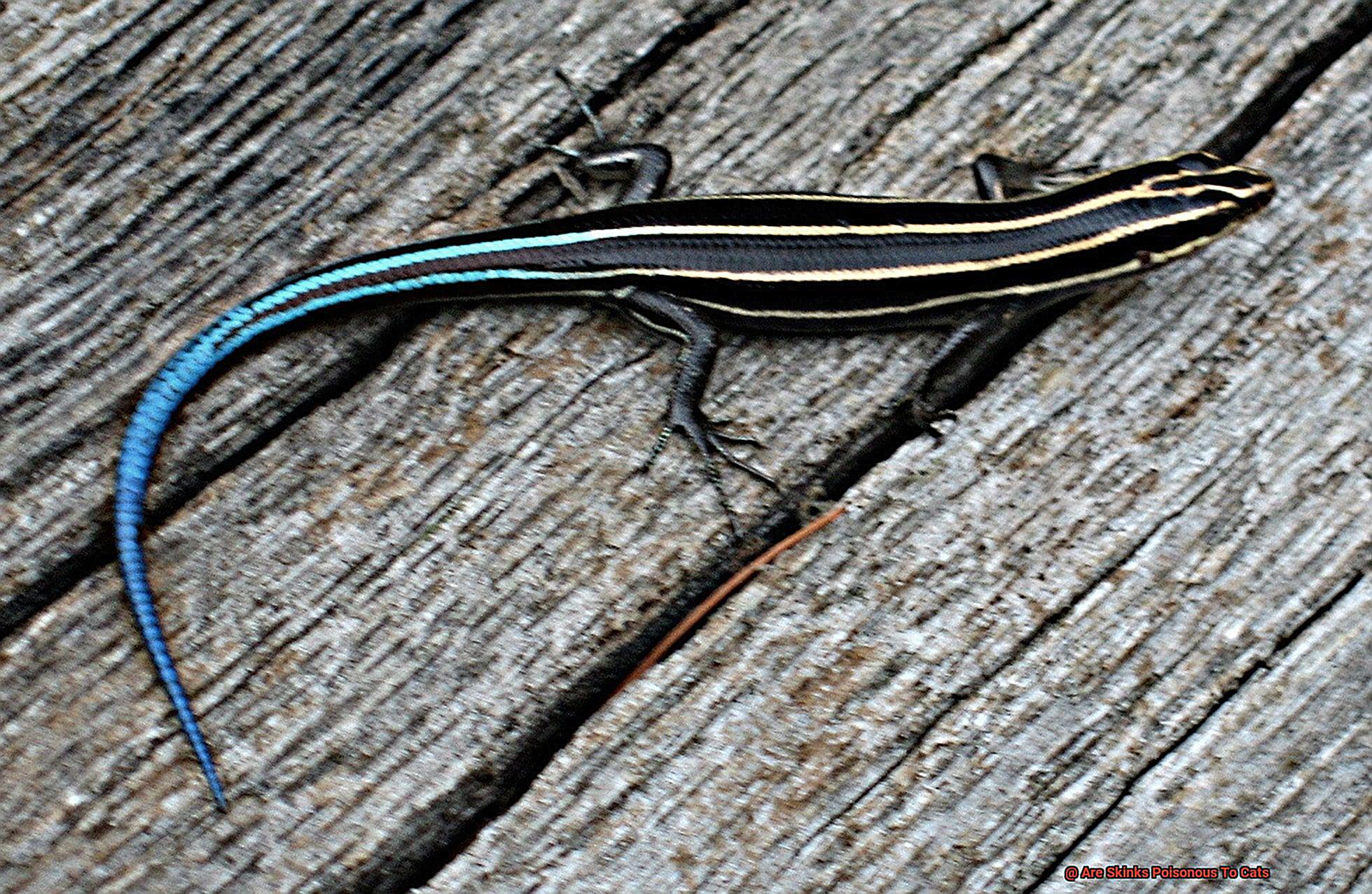 Are Skinks Poisonous To Cats-4