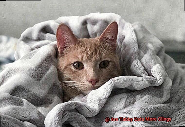 Are Tabby Cats More Clingy-2