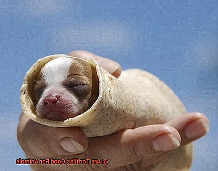 Are Tortillas Good For Animals-2