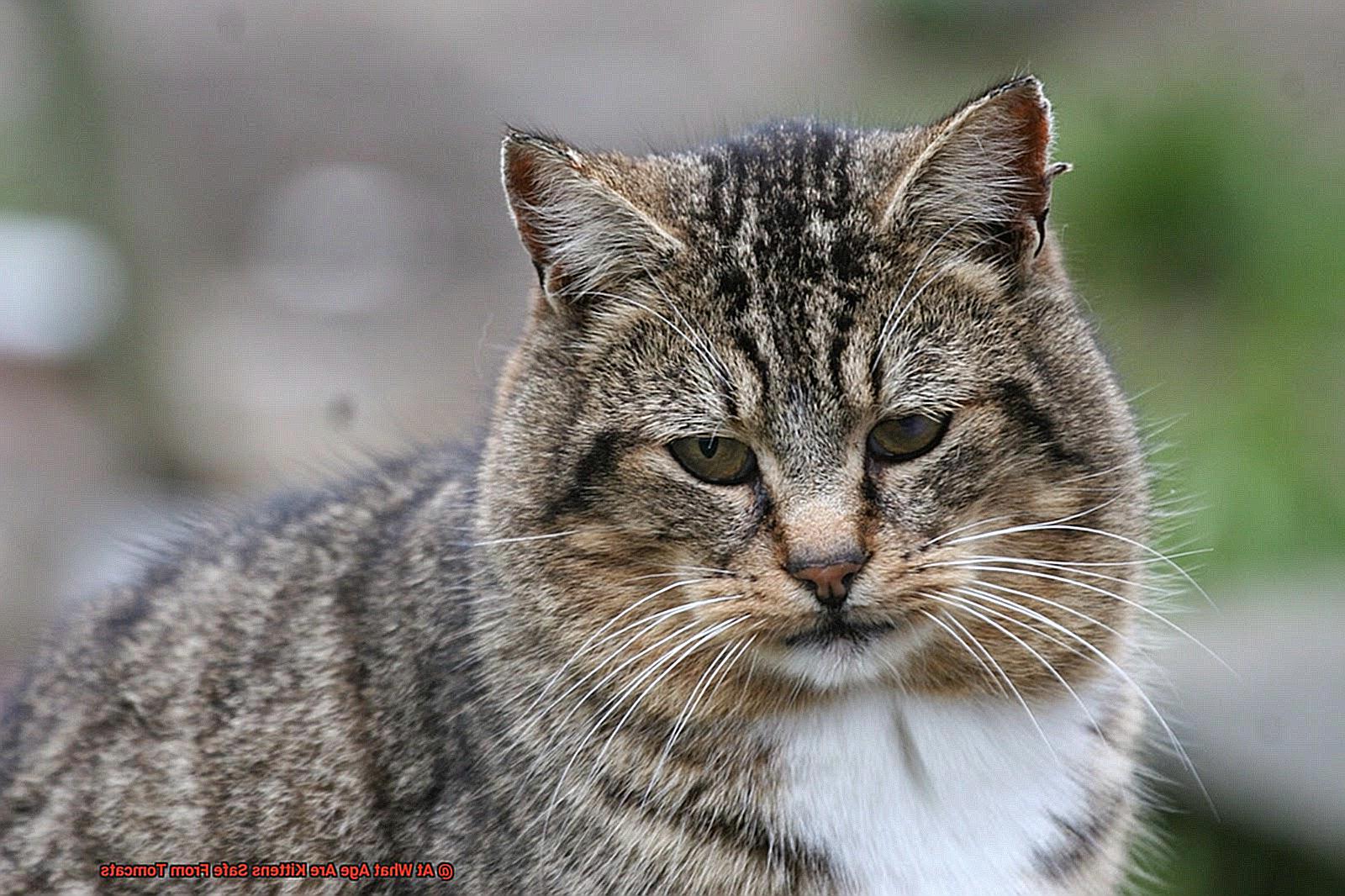 At What Age Are Kittens Safe From Tomcats-2