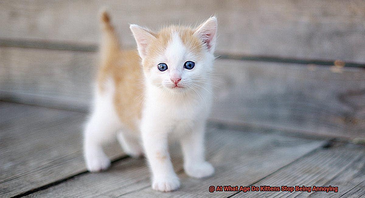 At What Age Do Kittens Stop Being Annoying-2