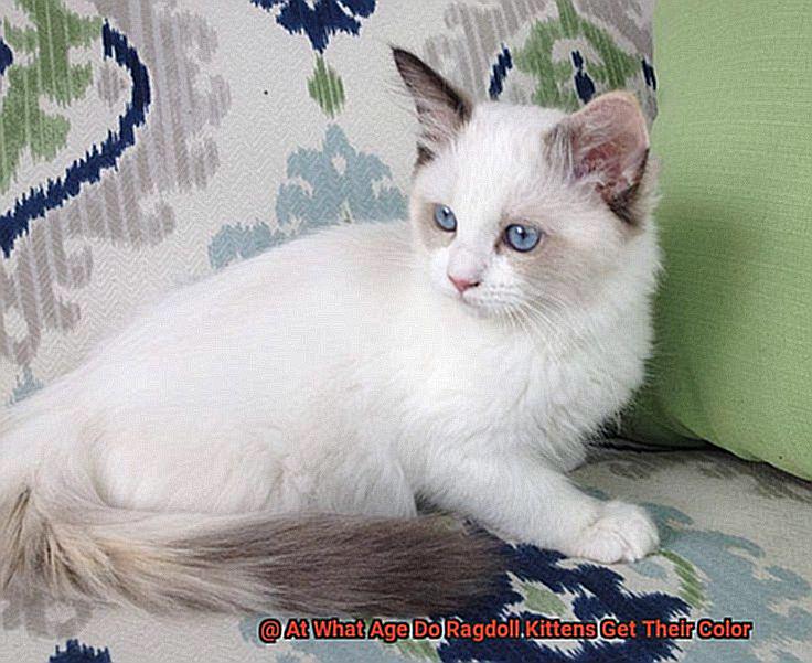 At What Age Do Ragdoll Kittens Get Their Color-2