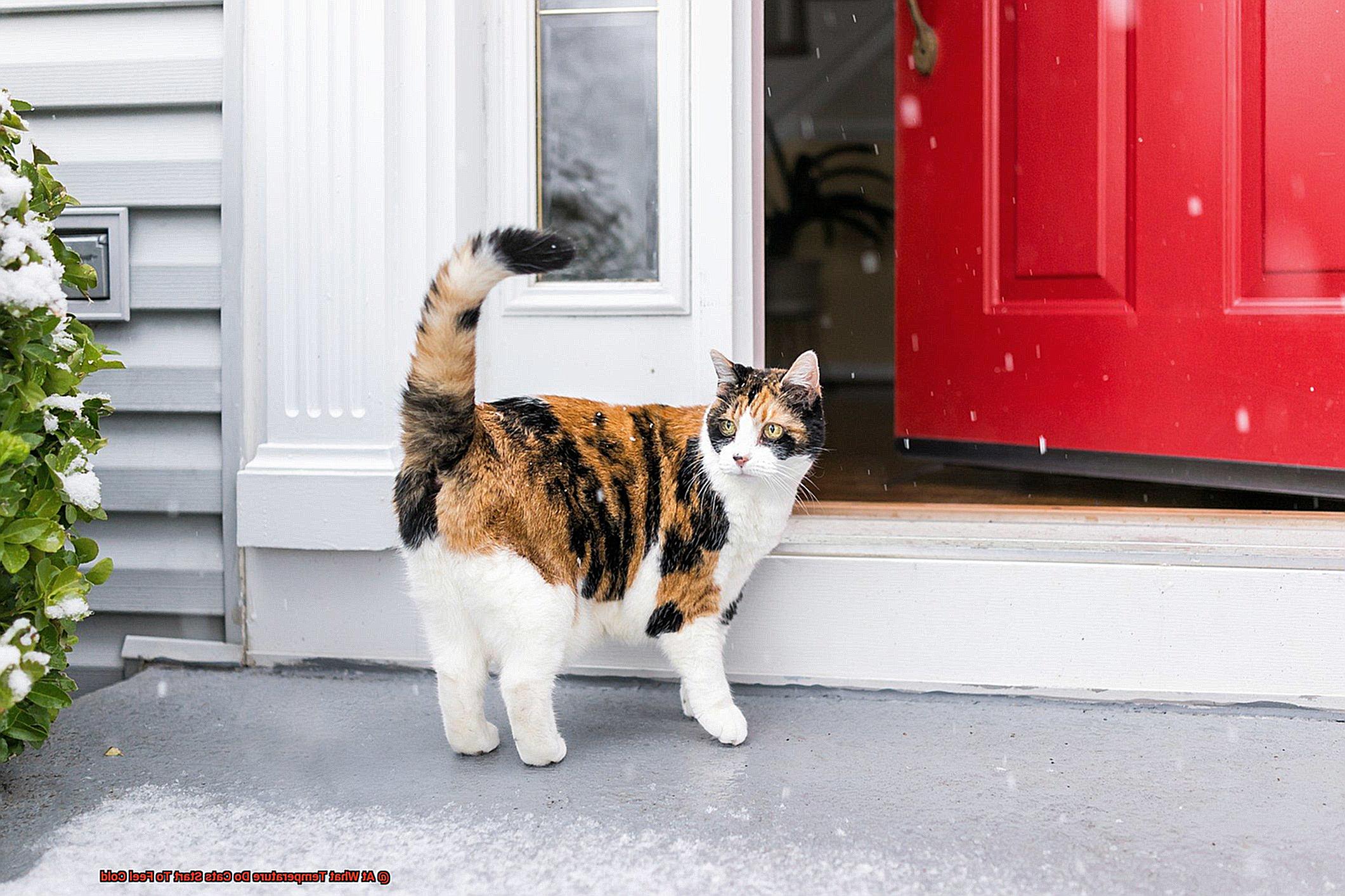 At What Temperature Do Cats Start To Feel Cold-2