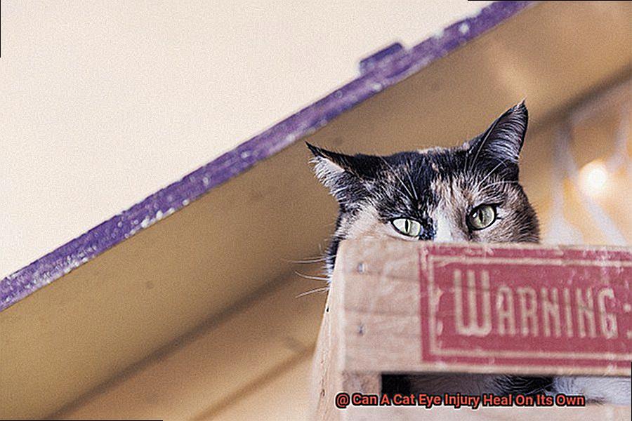 Can A Cat Eye Injury Heal On Its Own-2