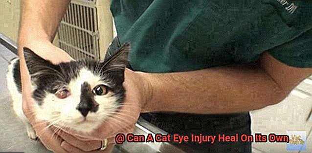 Can A Cat Eye Injury Heal On Its Own-3