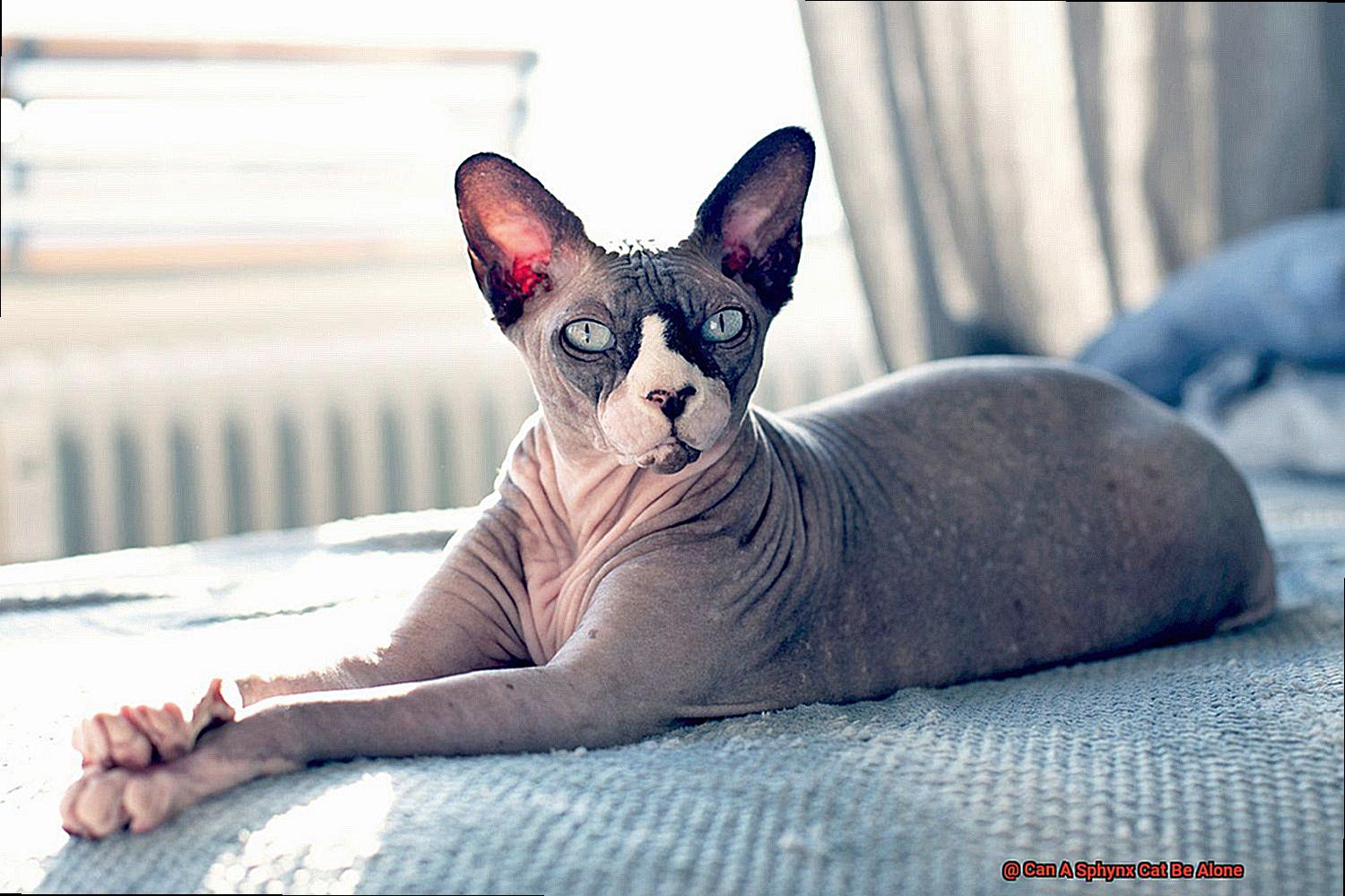Can A Sphynx Cat Be Alone-2