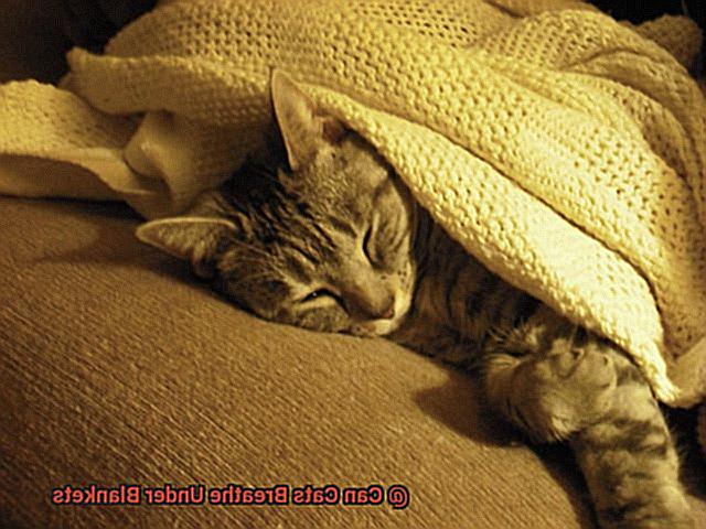Can Cats Breathe Under Blankets-2