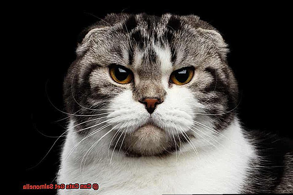 Can Cats Get Salmonella-2
