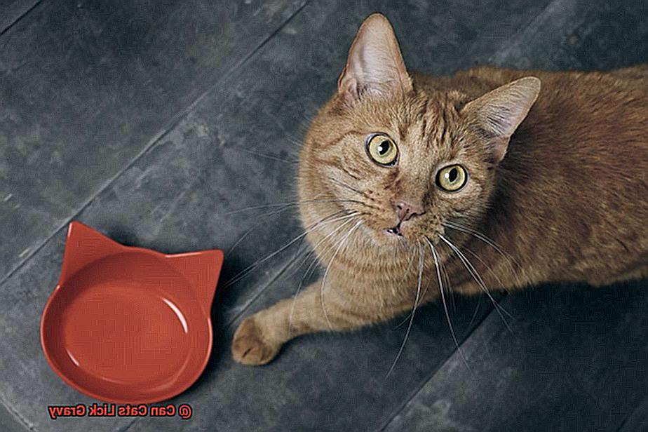 Can Cats Lick Gravy-2