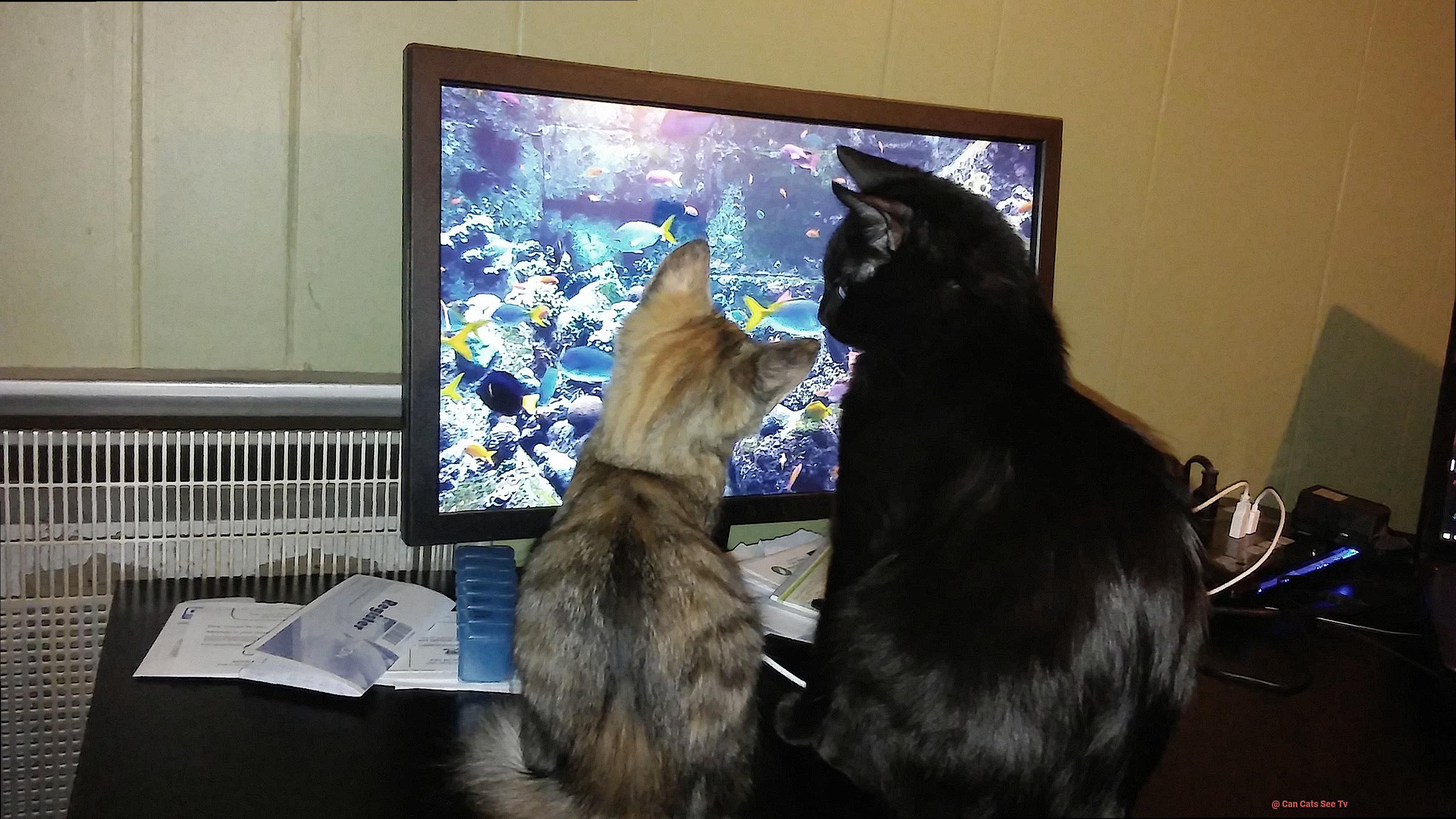Can Cats See Tv-2