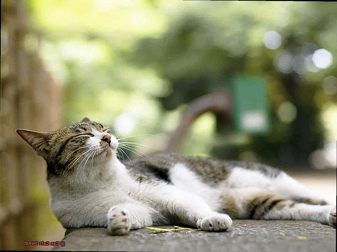 Can Cats Sweat-4