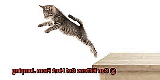 Can Kittens Get Hurt From Jumping-2