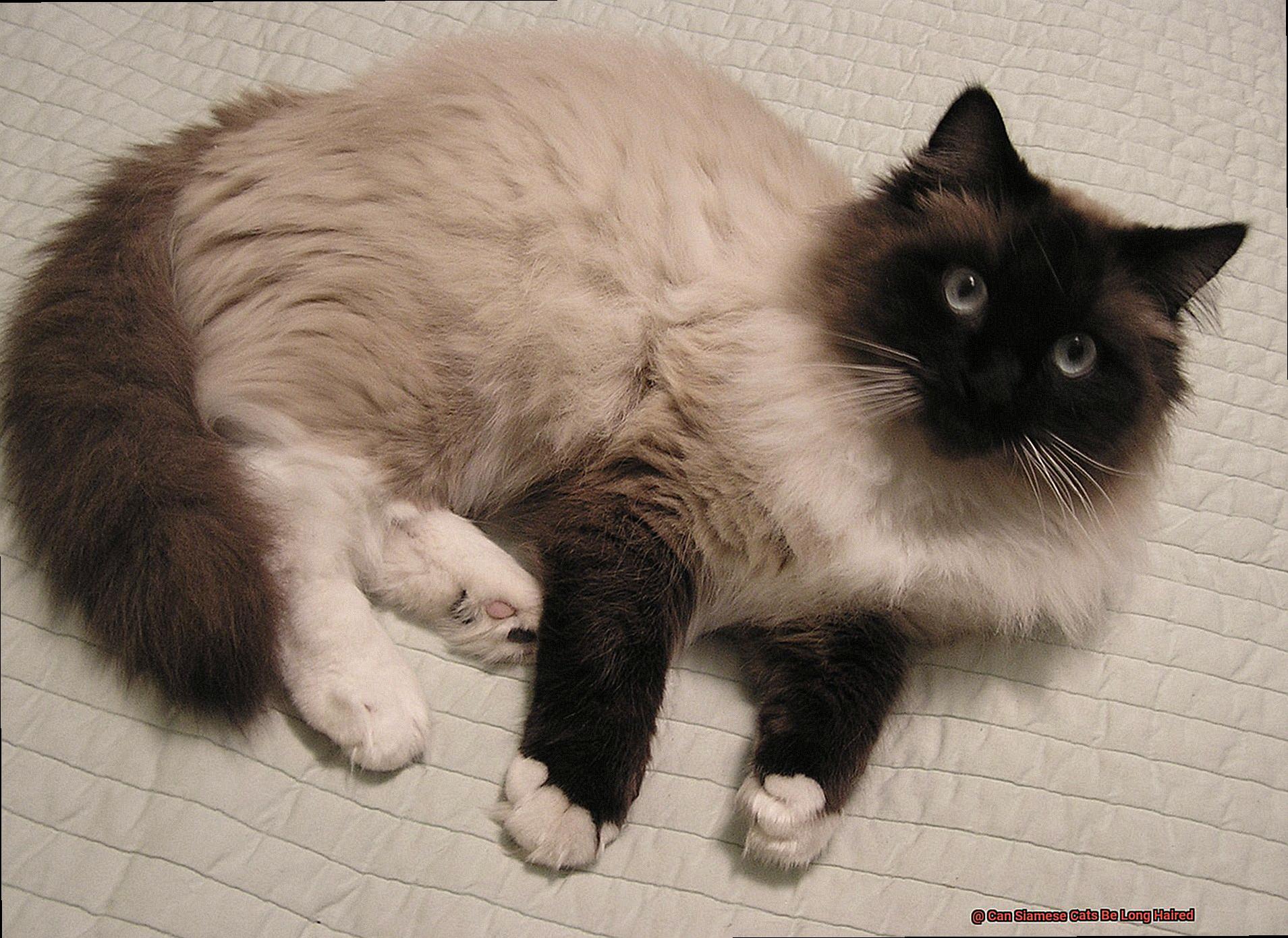 Can Siamese Cats Be Long Haired-2
