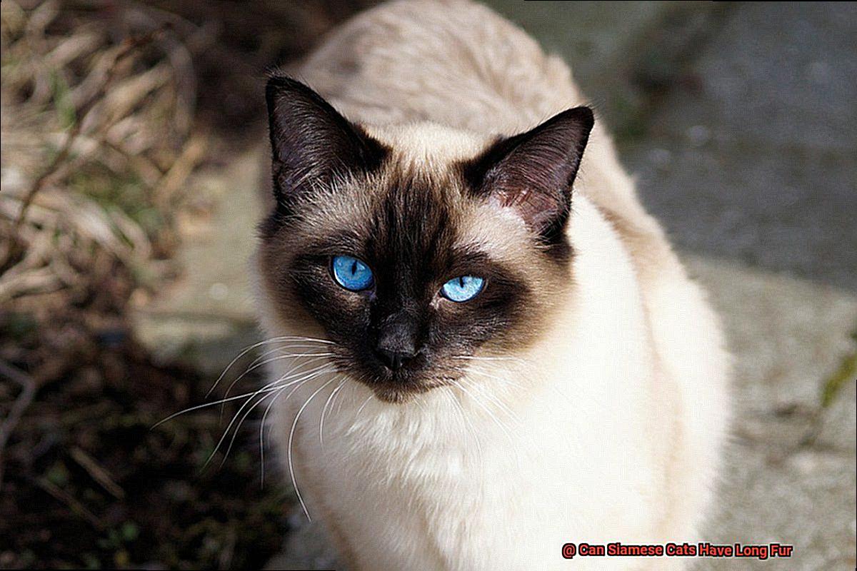 Can Siamese Cats Have Long Fur-2