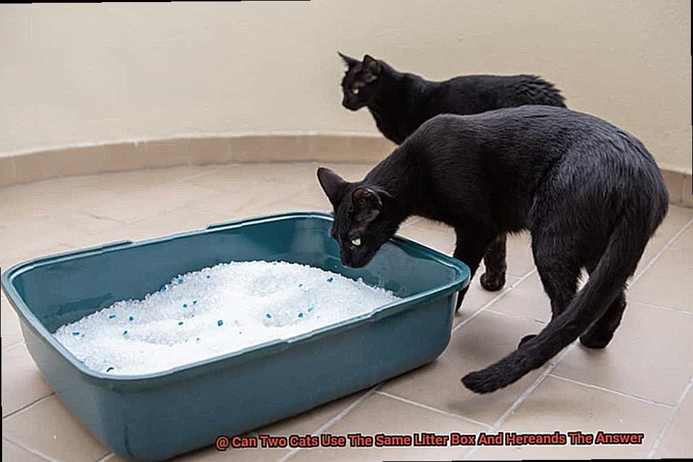 Can Two Cats Use The Same Litter Box And Hereands The Answer-2