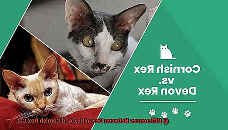 Differences Between Devon Rex And Cornish Rex Cat-2