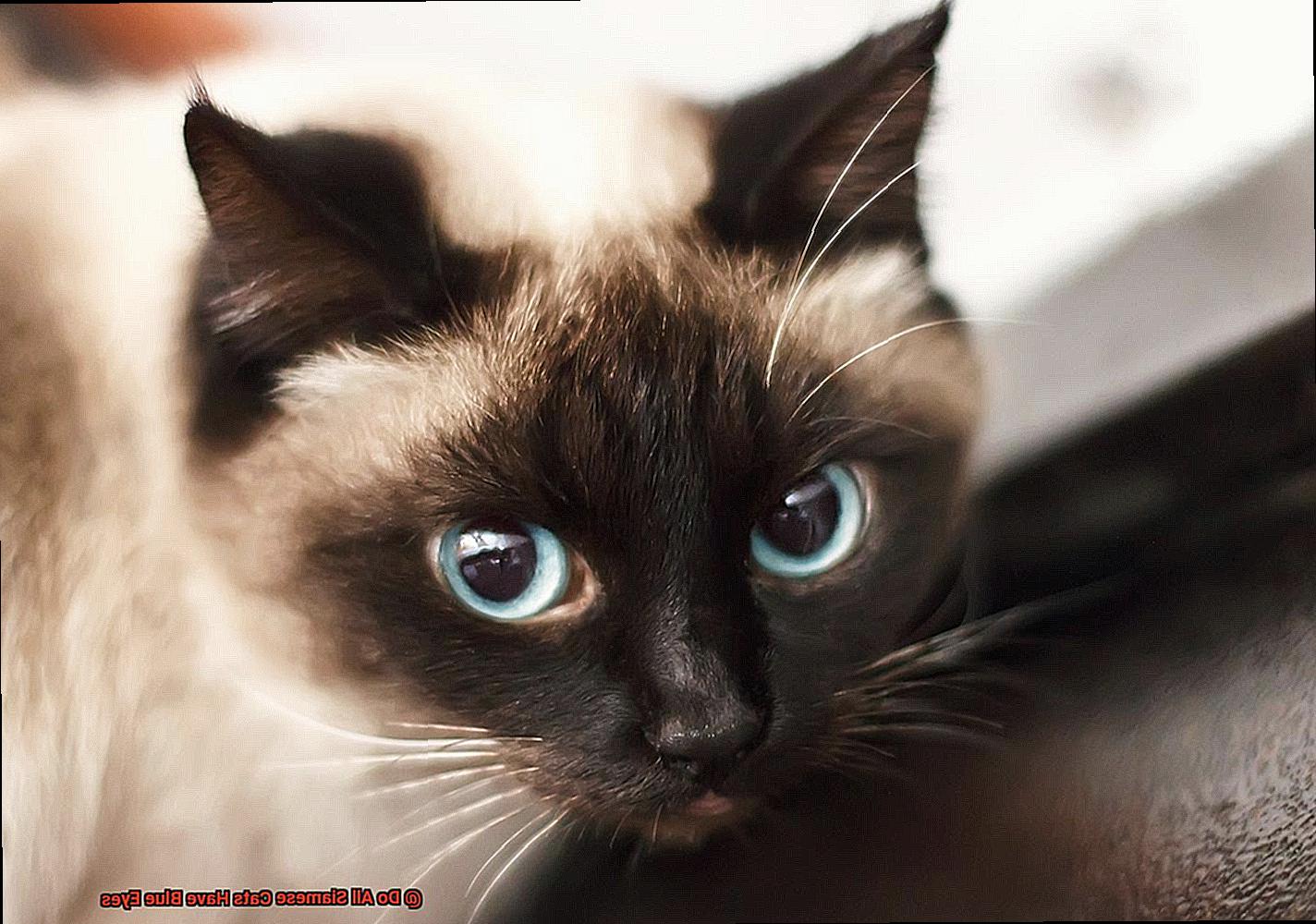 Do All Siamese Cats Have Blue Eyes-2