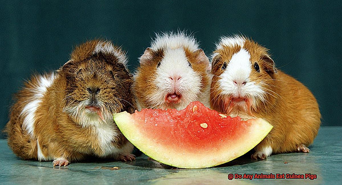 Do Any Animals Eat Guinea Pigs-2