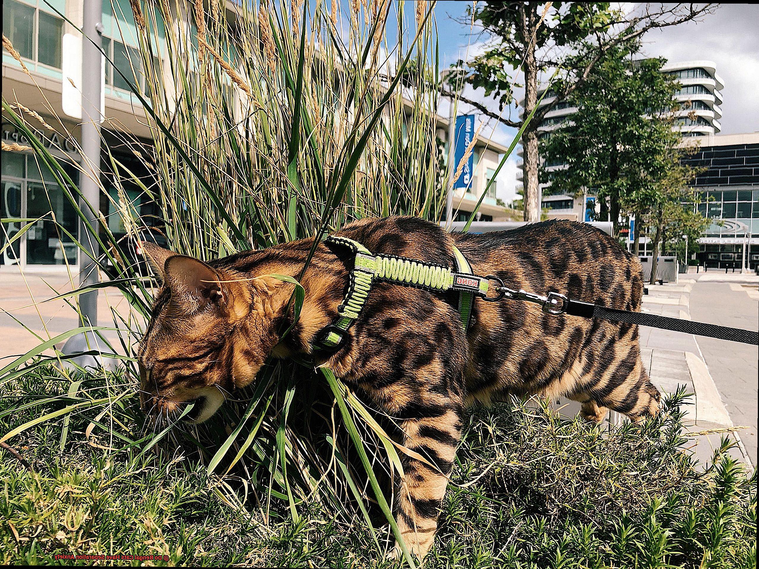 Do Bengal Cats Have Separation Anxiety-2