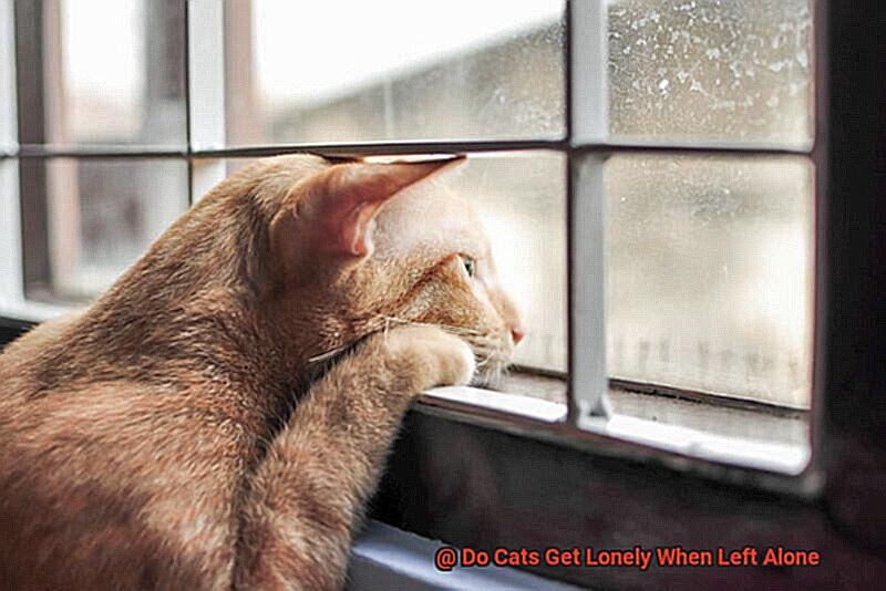 Do Cats Get Lonely When Left Alone-2