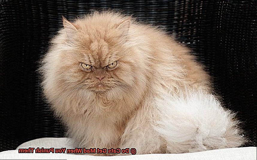 Do Cats Get Mad When You Punish Them-3