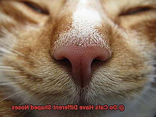 Do Cats Have Different Shaped Noses-2