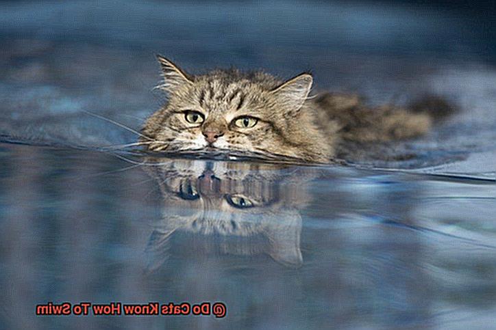 Do Cats Know How To Swim-2