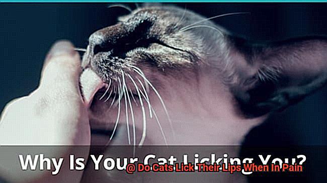 Do Cats Lick Their Lips When In Pain-2