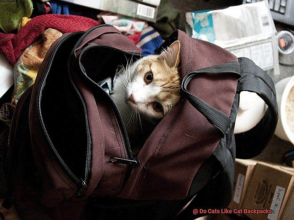 Do Cats Like Cat Backpacks-2