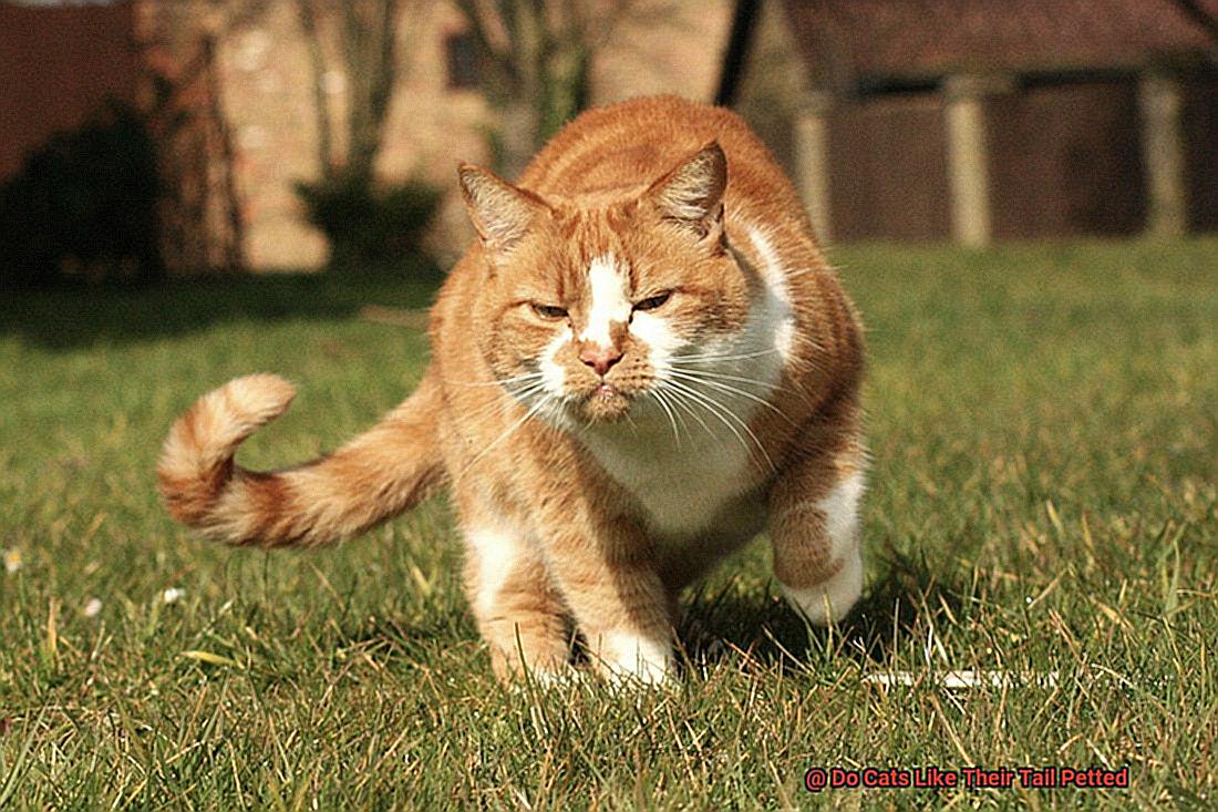 Do Cats Like Their Tail Petted-2