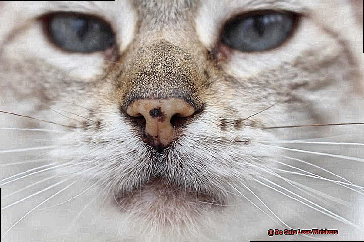 Do Cats Lose Whiskers-2