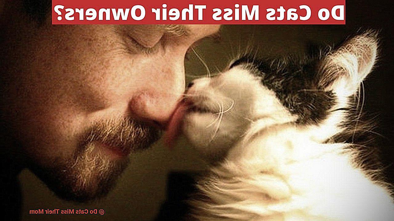 Do Cats Miss Their Mom-2