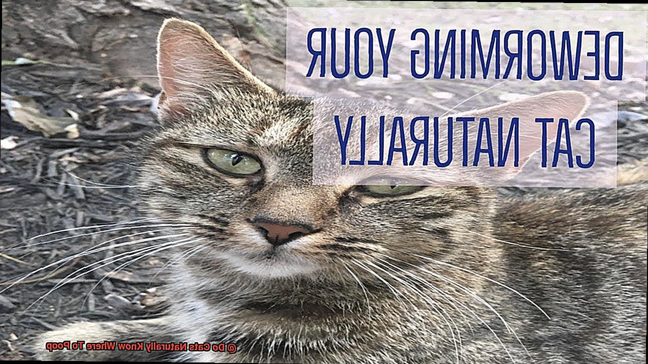 Do Cats Naturally Know Where To Poop-2