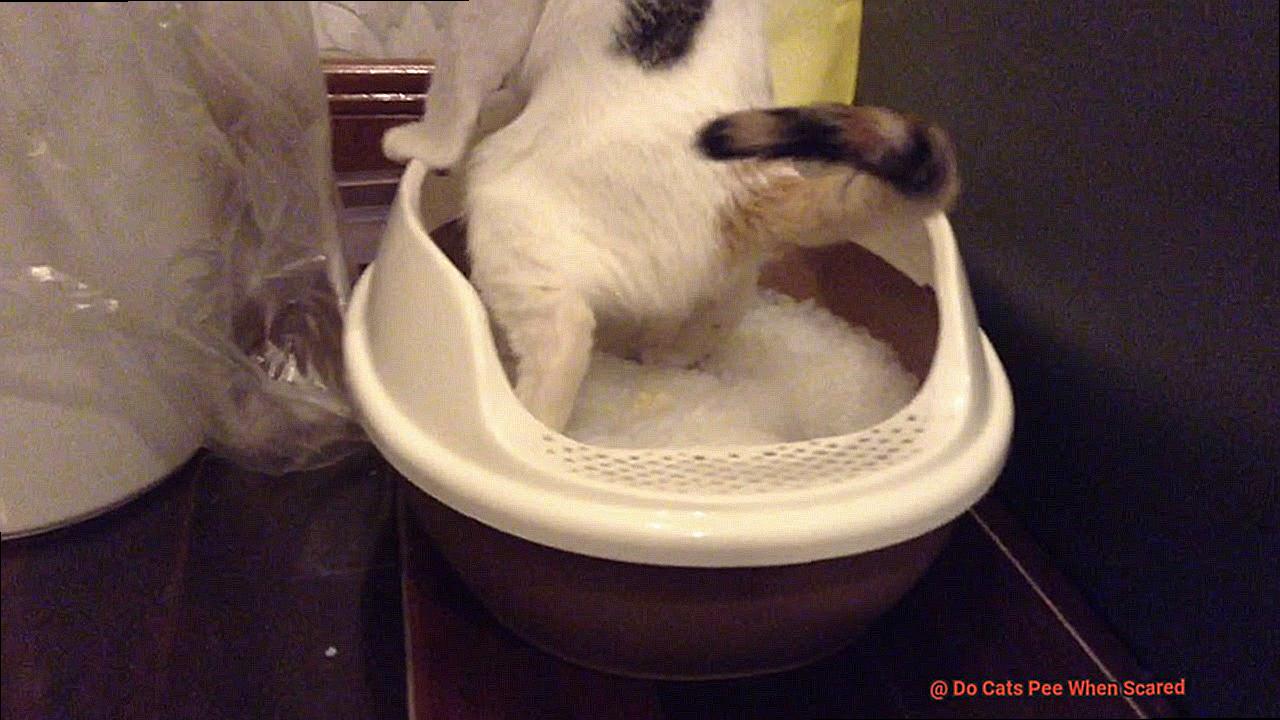 Do Cats Pee When Scared-3