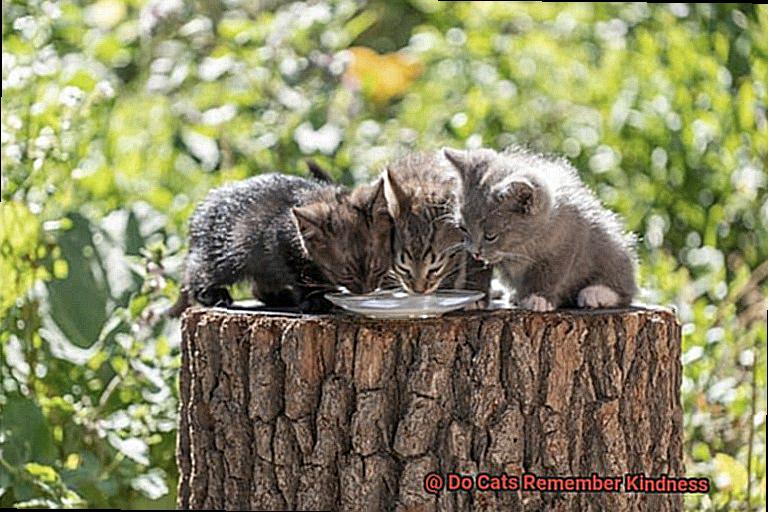 Do Cats Remember Kindness-2