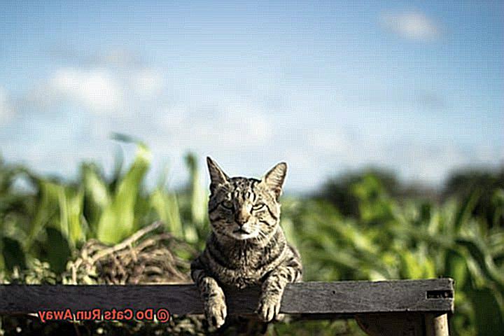 Do Cats Run Away-2