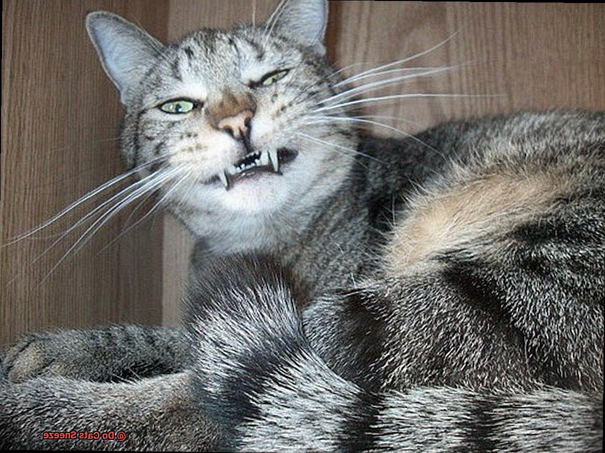Do Cats Sneeze-2