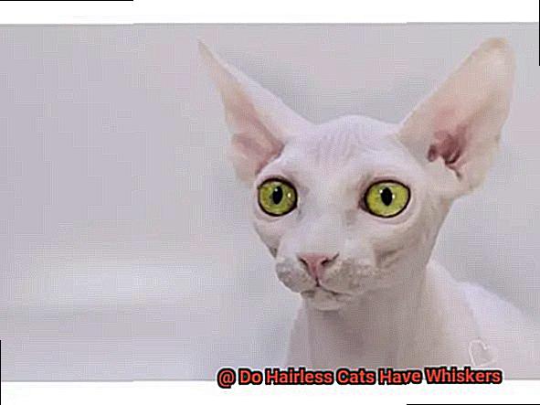 Do Hairless Cats Have Whiskers-2