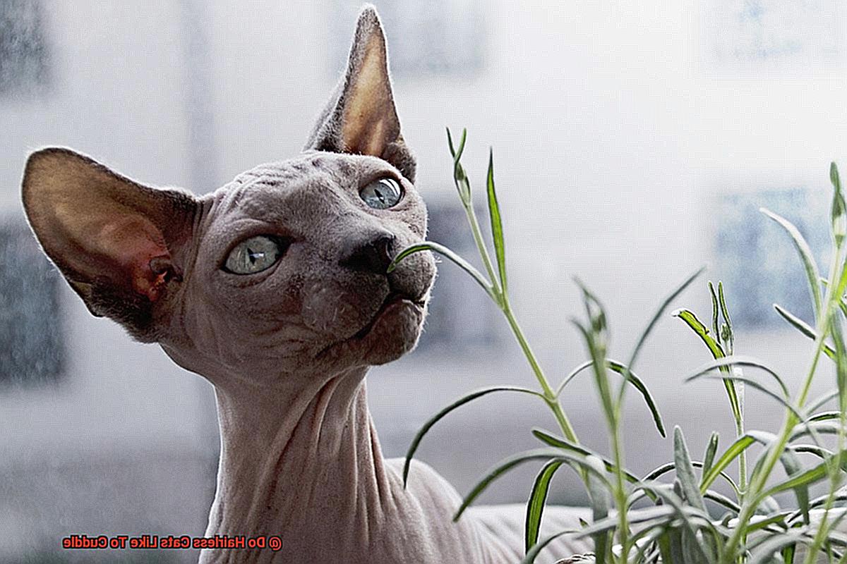 Do Hairless Cats Like To Cuddle-2