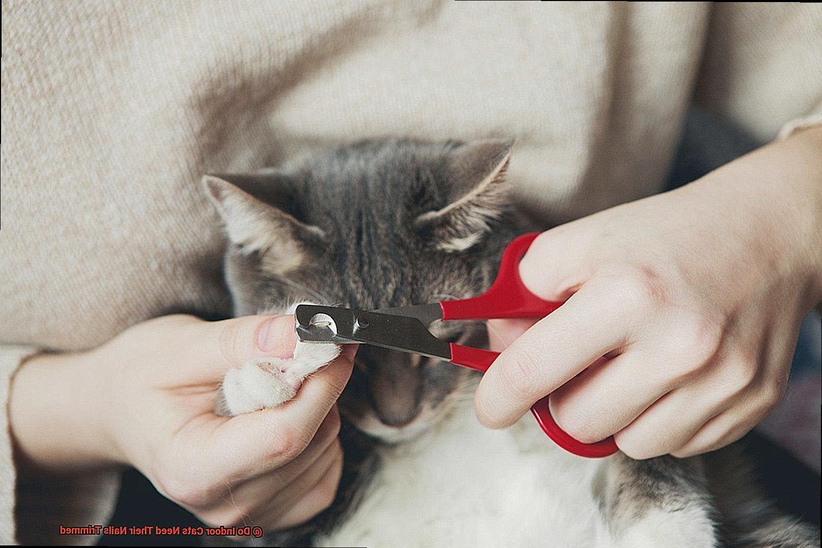 Do Indoor Cats Need Their Nails Trimmed-2