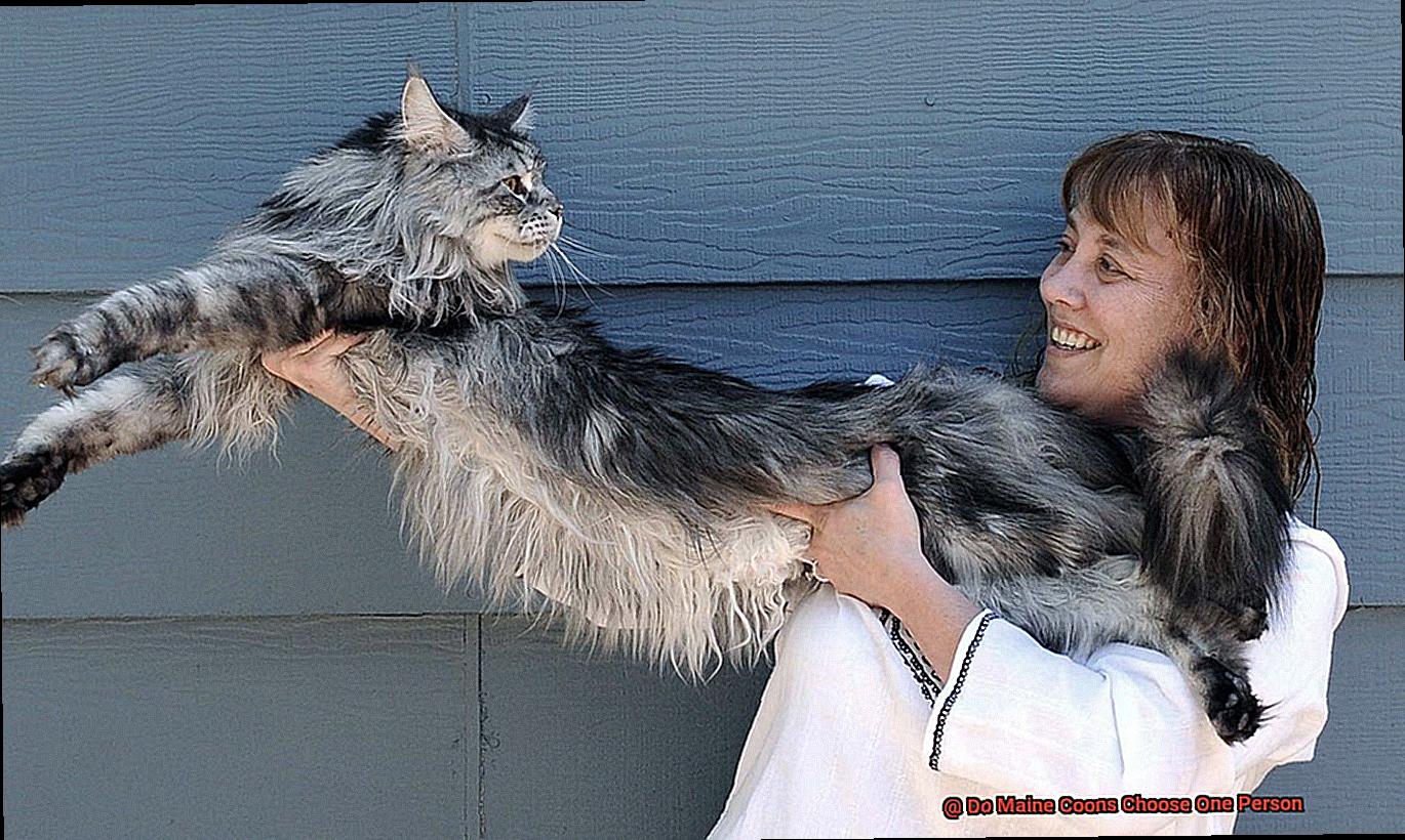 Do Maine Coons Choose One Person-2