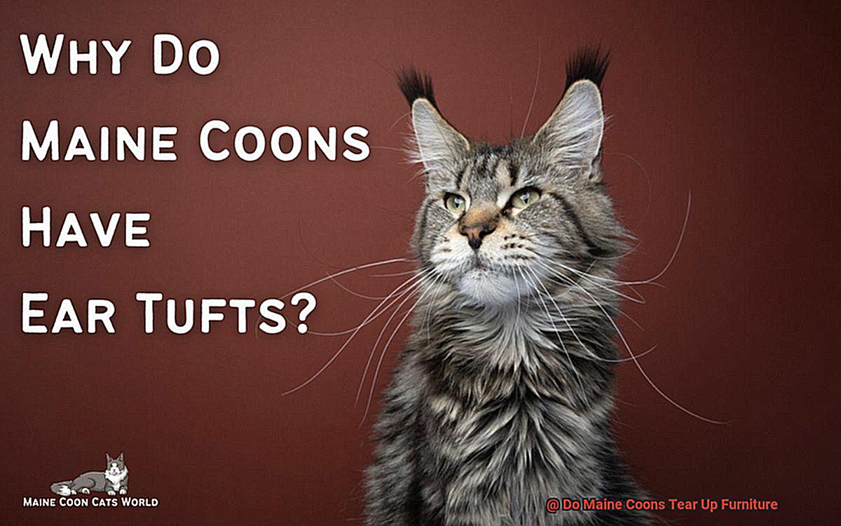 Do Maine Coons Tear Up Furniture-2