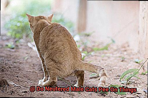 Do Neutered Male Cats Pee On Things-2