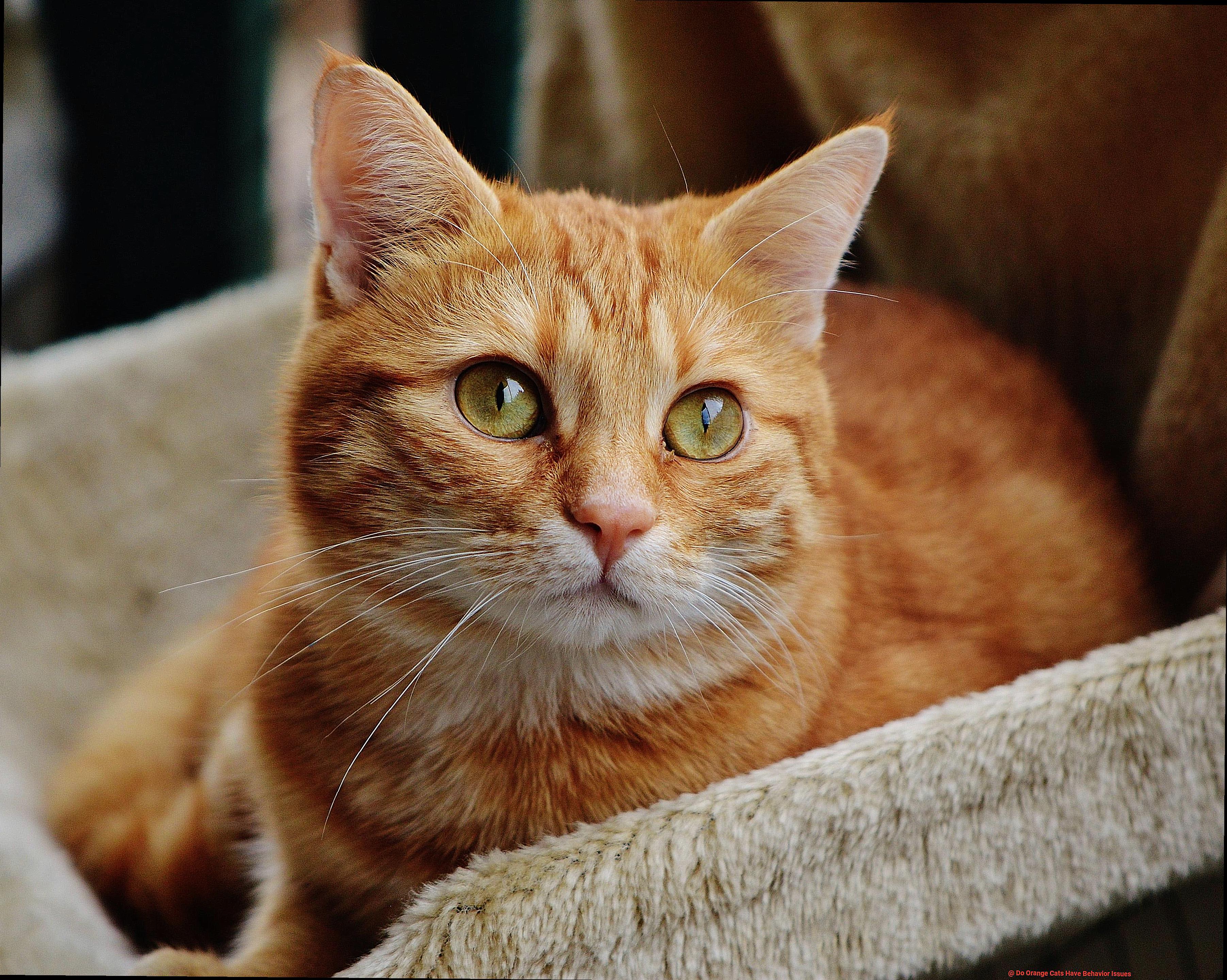 Do Orange Cats Have Behavior Issues-2