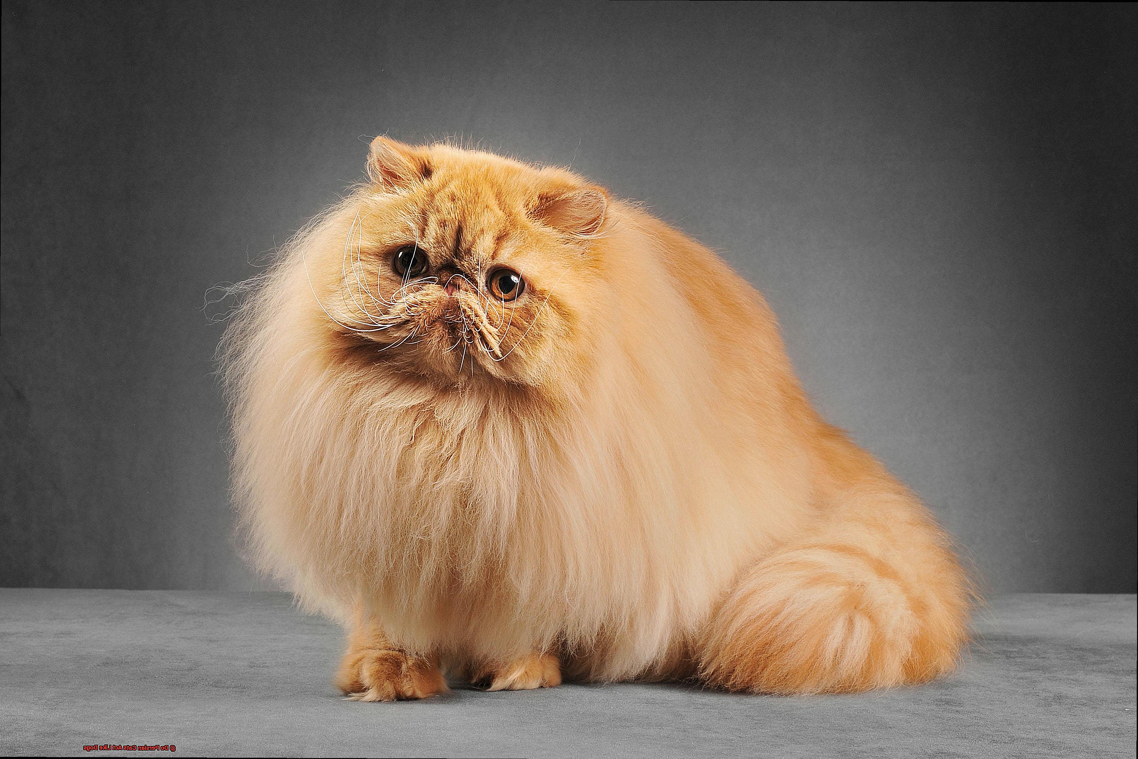 Do Persian Cats Act Like Dogs-2