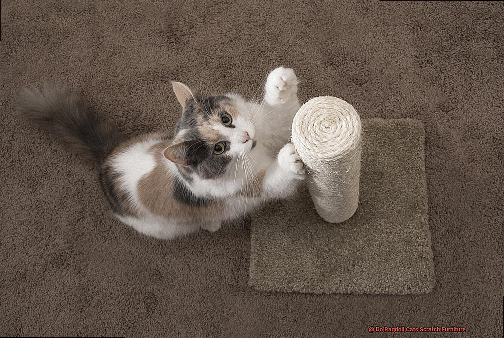 Do Ragdoll Cats Scratch Furniture-2