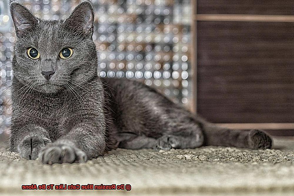 Do Russian Blue Cats Like To Be Alone-2