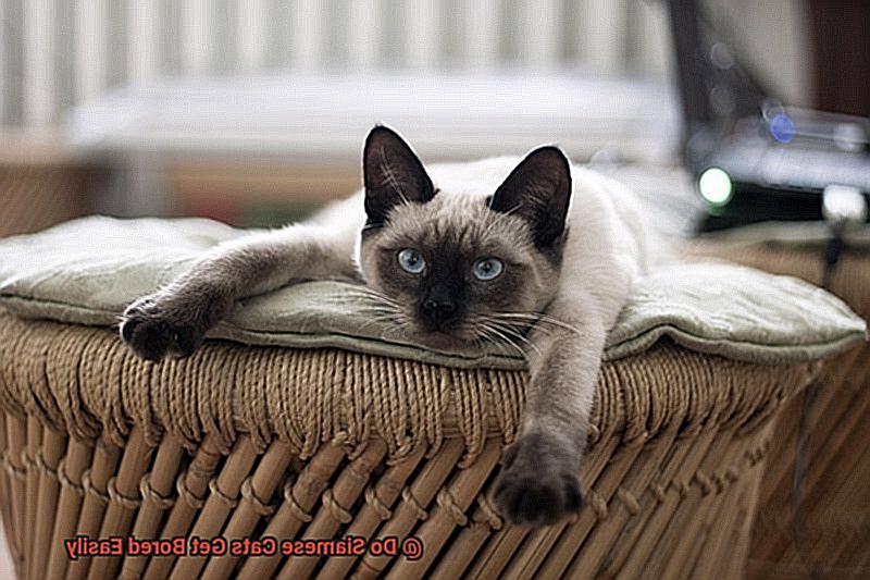Do Siamese Cats Get Bored Easily-3