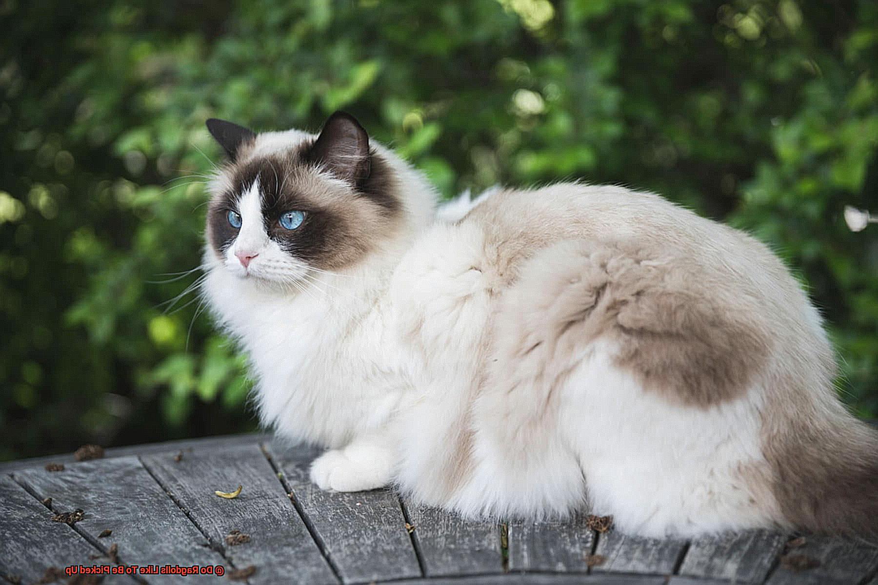 Do Siamese Cats Meow Different-2