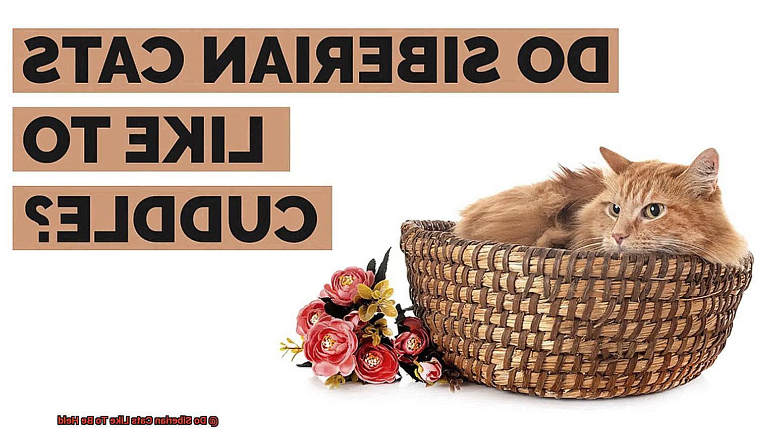 Do Siberian Cats Like To Be Held-3